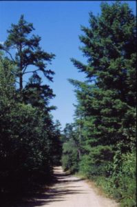 Trout Pond Pathway