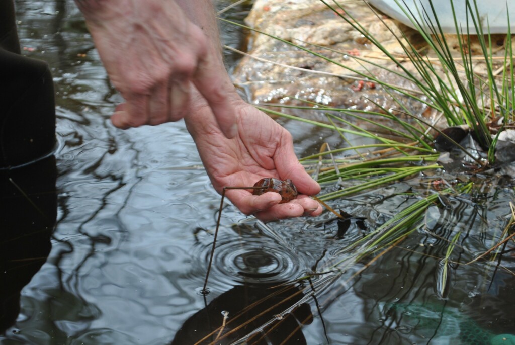 Vernal Pool Ecology Zoom - Green Mountain Conservation Group