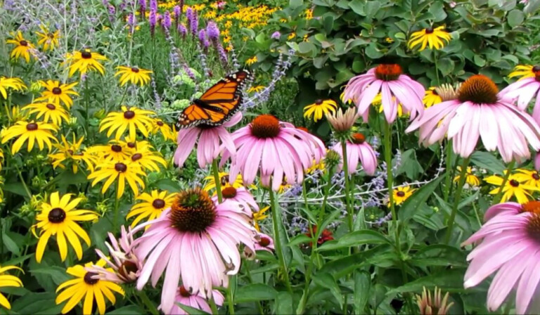 Creating Habitat for Native Pollinators. - Green Mountain Conservation